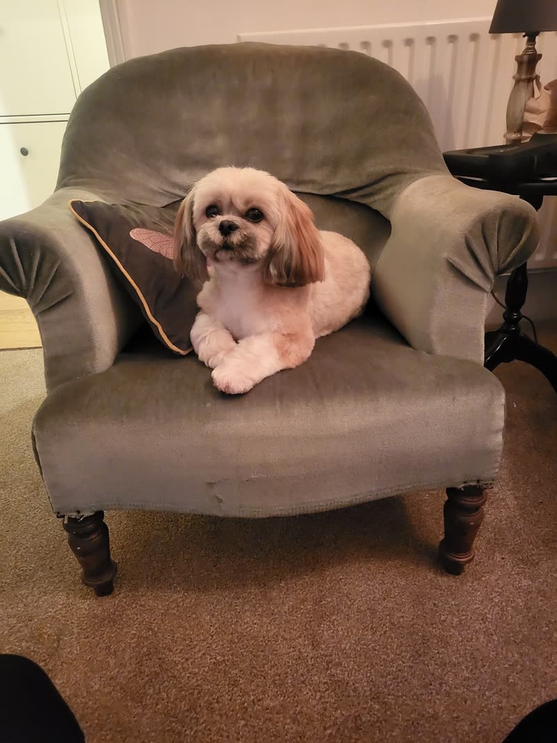 A shih tzu type dog with a long shaggy coat lying on a grey armchair before its groom