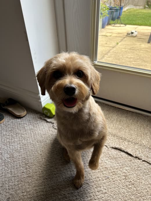 A sandy coloured terrier cross standing on carpet by a patio door, freshly trimmed