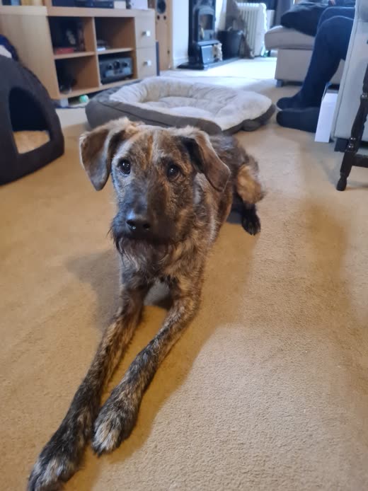 A wiry brindle terrier-type dog stretched out on a carpet at home after a hand-strip
