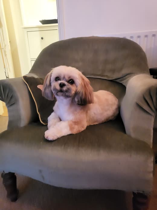 A shih tzu type dog on a grey armchair after grooming, coat clipped short and face trimmed round
